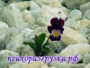 Психолог онлайн тесты (диагностика, помощь, консультация)